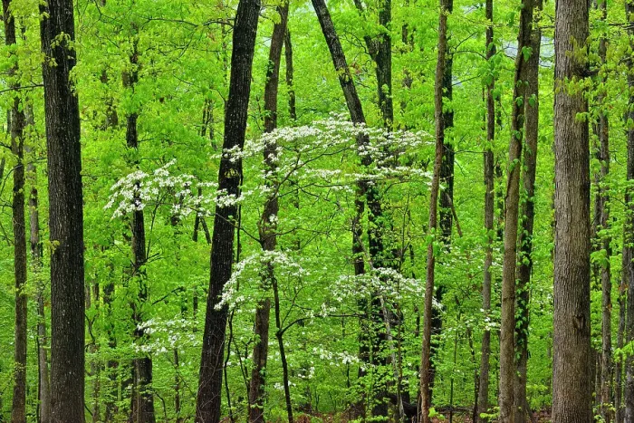 Framed Print : Flowering dogwood in the hardwood forest, Buffalo National River, Arkansas, USA