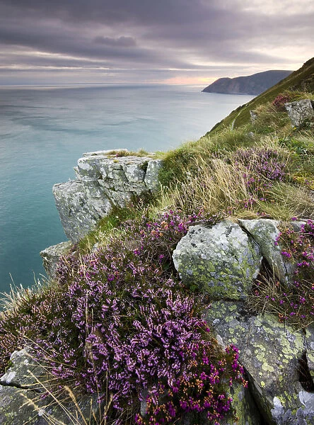 Flowering heather on the clifftops of the Valley of Rocks, looking east towards Foreland
