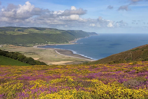 Flowering heather and gorse on Bossington Hill, with views to Porlock Bay beyond, Exmoor
