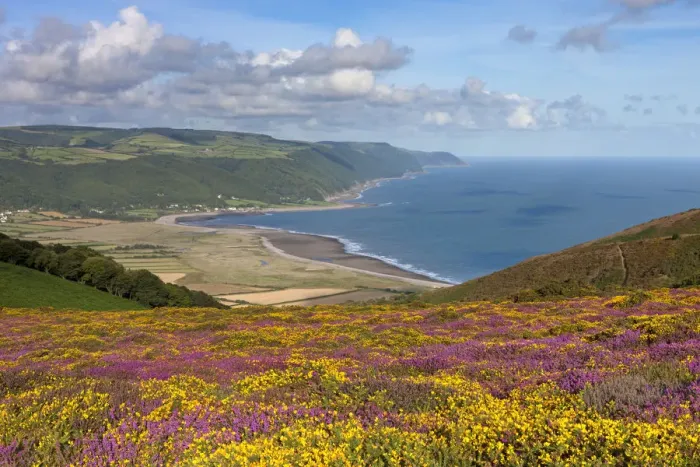 Framed Print : Flowering heather and gorse on Bossington Hill, with views to Porlock Bay beyond, Exmoor Framed Print : Flowering heather and gorse on Bossington Hill, with views to Porlock Bay beyond, Exmoor