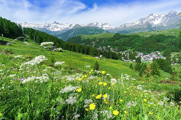 Flowering meadows in summer, Madesimo, Valle Spluga, Valtellina, Lombardy, Italy