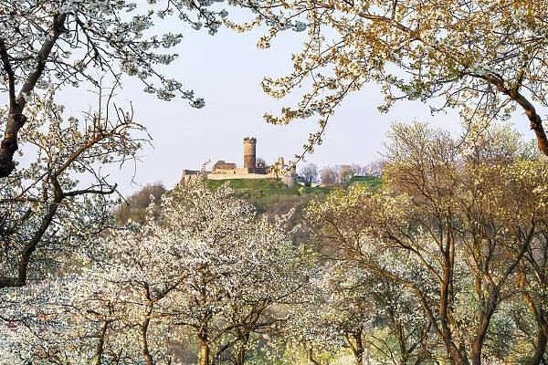Flowering Orchard with MAohlburg Castle part of the medieval castle ensemble Drei