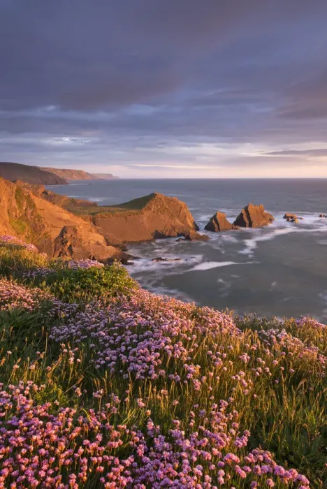 Framed Print : Flowering pink thrift on the cliffs above Hartland Quay looking towards Screda Point Framed Print : Flowering pink thrift on the cliffs above Hartland Quay looking towards Screda Point