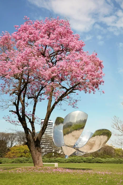 Framed Print : A flowering Pink trumpet tree (Handroanthus impetiginosus) with Floralis Generica in the background in spring, Recoleta, Buenos Aires, Argentina Framed Print : A flowering Pink trumpet tree (Handroanthus impetiginosus) with Floralis Generica in the background in spring, Recoleta, Buenos Aires, Argentina
