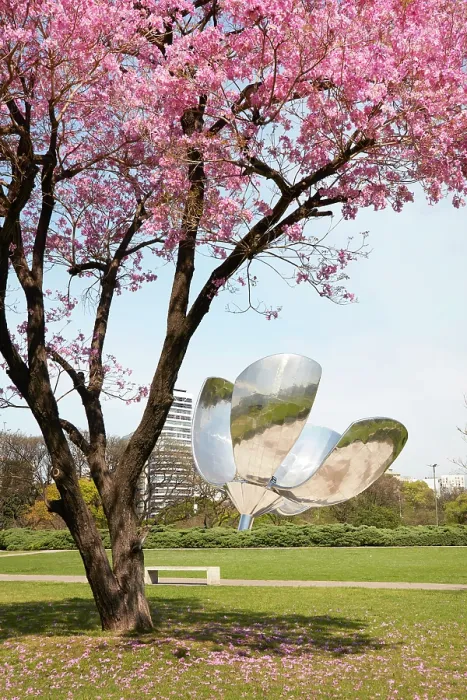 Framed Print : A flowering Pink trumpet tree (Handroanthus impetiginosus) with Floralis Generica in the background in spring, Recoleta, Buenos Aires, Argentina Framed Print : A flowering Pink trumpet tree (Handroanthus impetiginosus) with Floralis Generica in the background in spring, Recoleta, Buenos Aires, Argentina