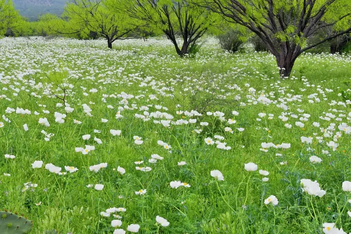 Framed Print : Flowering prickly poppies in a field with spring mesquite trees, Willow City, Gillespie County, Texas, USA Framed Print : Flowering prickly poppies in a field with spring mesquite trees, Willow City, Gillespie County, Texas, USA