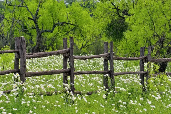 Framed Print : Flowering prickly poppy, Llano County CR 310, Texas, USA Framed Print : Flowering prickly poppy, Llano County CR 310, Texas, USA