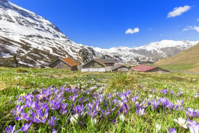 Framed Print : Flowering of purple Crocus nivea near a small village at Julier Pass, Parc Ela, Region Framed Print : Flowering of purple Crocus nivea near a small village at Julier Pass, Parc Ela, Region