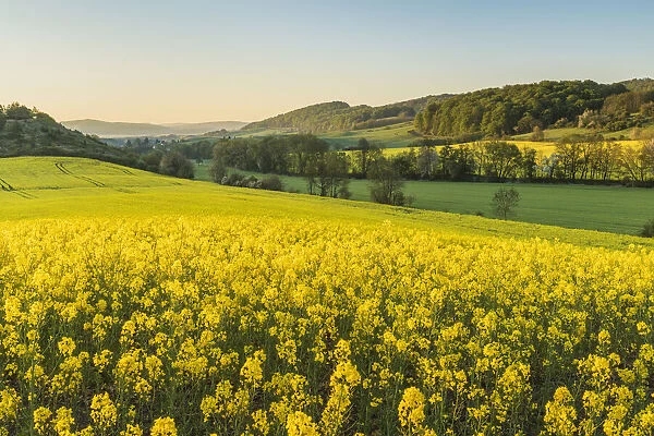 Flowering rape field in the Werra valley near Ifta, Wartburgkreis
