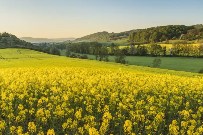 Framed Print : Flowering rape field in the Werra valley near Ifta, Wartburgkreis Framed Print : Flowering rape field in the Werra valley near Ifta, Wartburgkreis