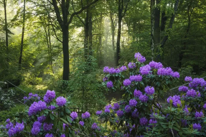 Framed Print : flowering rhododendron in beech forest in spring, Saxony, Germany, Europe Framed Print : flowering rhododendron in beech forest in spring, Saxony, Germany, Europe
