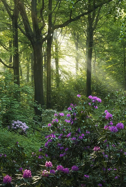 flowering rhododendron in beech forest in spring, Saxony, Germany, Europe