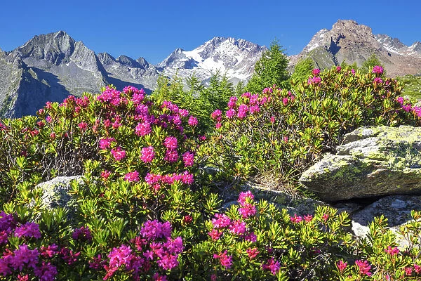 Flowering of rhododendrons with Mount Disgrazia in the background. Mount Scermendone