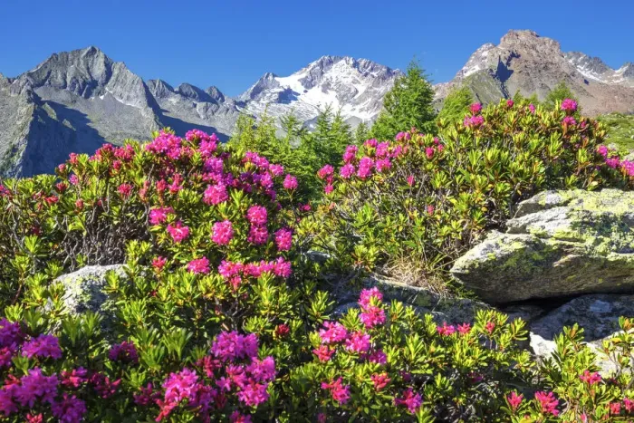 Framed Print : Flowering of rhododendrons with Mount Disgrazia in the background. Mount Scermendone Framed Print : Flowering of rhododendrons with Mount Disgrazia in the background. Mount Scermendone