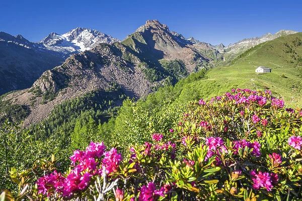 Flowering of rhododendrons with Mount Disgrazia and mountain church in the background