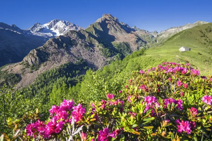 Framed Print : Flowering of rhododendrons with Mount Disgrazia and mountain church in the background Framed Print : Flowering of rhododendrons with Mount Disgrazia and mountain church in the background