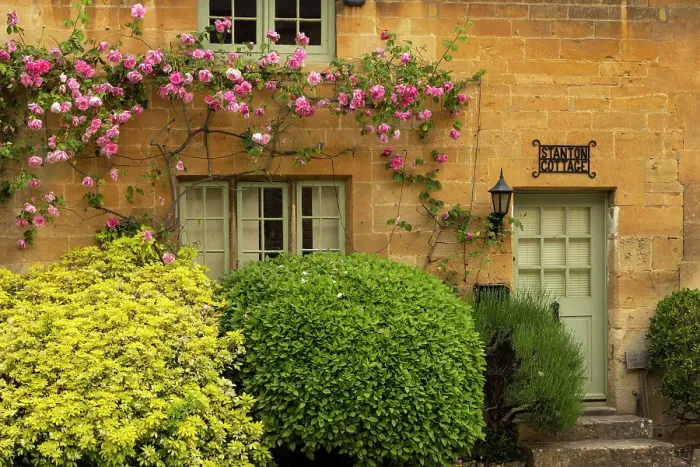 Framed Print : Flowering roses on a pretty cottage in the Cotswolds village of Stanton, Gloucestershire, England. Spring (May) 2024 Framed Print : Flowering roses on a pretty cottage in the Cotswolds village of Stanton, Gloucestershire, England. Spring (May) 2024
