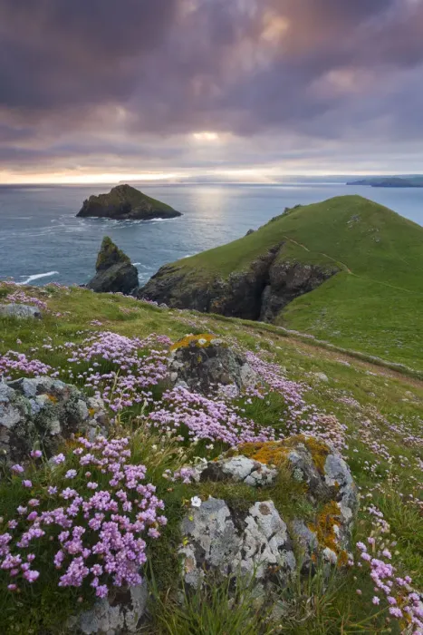 Framed Print : Flowering Sea Pink wildflowers on the North Cornish coast, The Rumps, Cornwall, England Framed Print : Flowering Sea Pink wildflowers on the North Cornish coast, The Rumps, Cornwall, England
