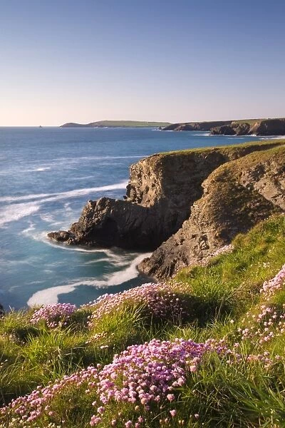 Flowering Sea Thrift (Armeria maritima) on the Cornish clifftops near Porthcothan