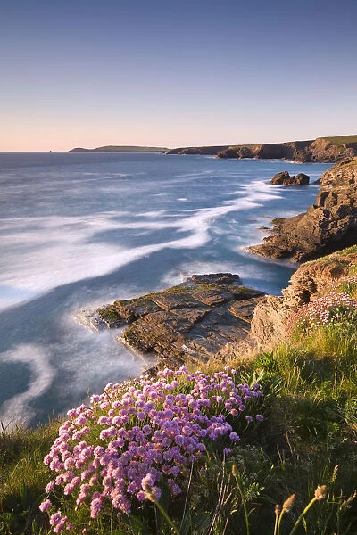 Flowering Sea Thrift (Armeria maritima) on the Cornish clifftops near Porthcothan