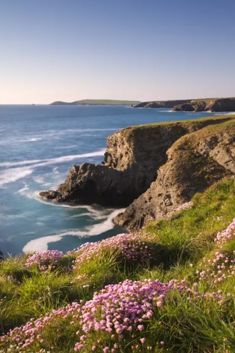 Framed Print : Flowering Sea Thrift (Armeria maritima) on the Cornish clifftops near Porthcothan Framed Print : Flowering Sea Thrift (Armeria maritima) on the Cornish clifftops near Porthcothan