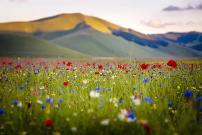 Framed Print : flowering at sunset in Castelluccio di Norcia, Umbria, Italy Framed Print : flowering at sunset in Castelluccio di Norcia, Umbria, Italy