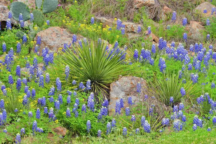 Framed Print : Flowering Texas bluebonnets in a field with spring mesquite trees, Willow City, Gillespie County, Texas, USA Framed Print : Flowering Texas bluebonnets in a field with spring mesquite trees, Willow City, Gillespie County, Texas, USA