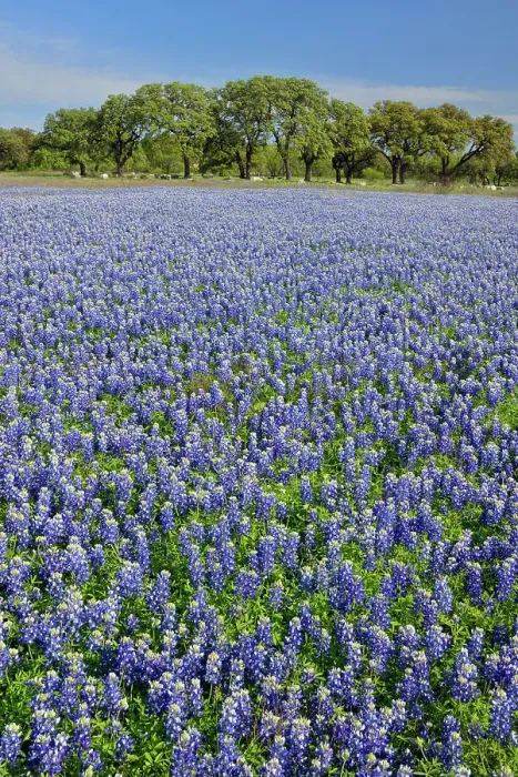Framed Print : Flowering Texas bluebonnets near Lake Travis, Pace Bend LCRA, Spicewood, Travis County, Texas, USA