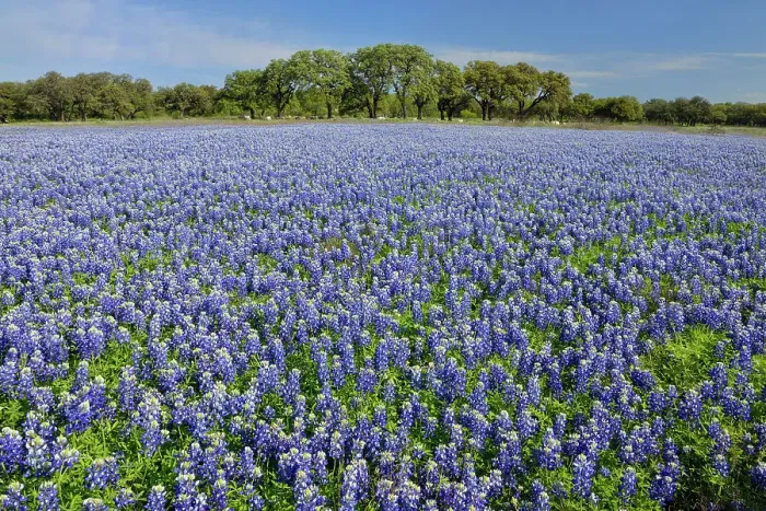 Framed Print : Flowering Texas bluebonnets near Lake Travis, Pace Bend LCRA, Spicewood, Travis County, Texas, USA Framed Print : Flowering Texas bluebonnets near Lake Travis, Pace Bend LCRA, Spicewood, Travis County, Texas, USA