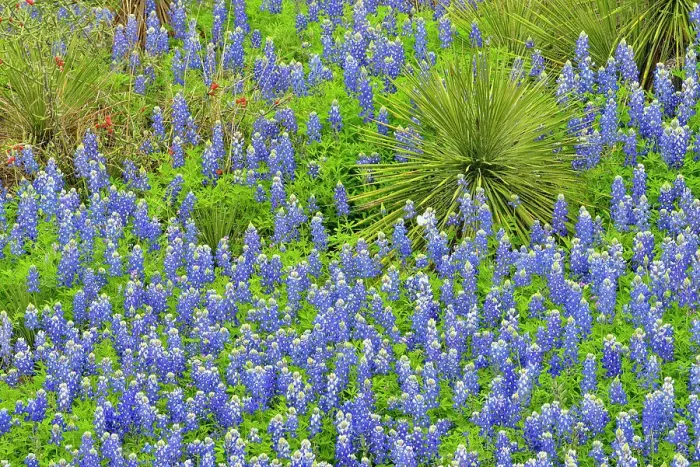 Framed Print : Flowering Texas bluebonnets with yucca in arid rocky habitat, Willow City Loop, Gillespie County, Texas, USA Framed Print : Flowering Texas bluebonnets with yucca in arid rocky habitat, Willow City Loop, Gillespie County, Texas, USA