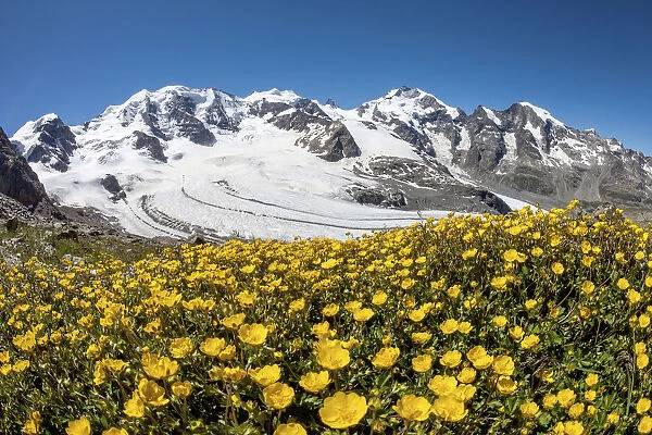 Flowers in front of the Bernina gruppe, Palu peak, Bellavista peak, Bernina peak