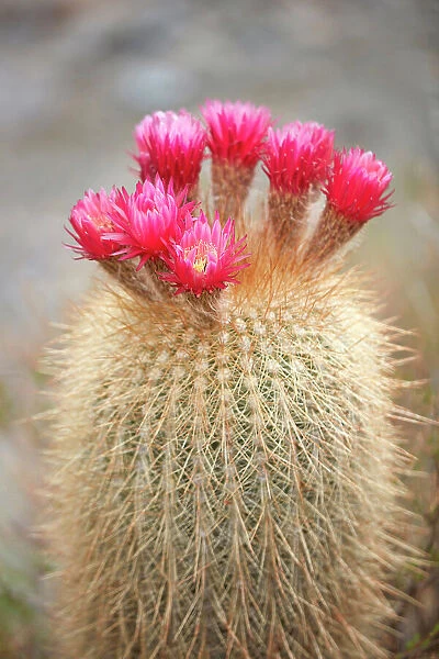 The flowers of a cardon cactus (Leucostele atacamensis), Cianzo Valley, Humahuaca, Jujuy, Northwest Argentina