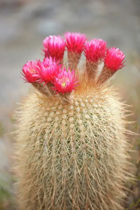 Framed Print : The flowers of a cardon cactus (Leucostele atacamensis), Cianzo Valley, Humahuaca, Jujuy, Northwest Argentina Framed Print : The flowers of a cardon cactus (Leucostele atacamensis), Cianzo Valley, Humahuaca, Jujuy, Northwest Argentina