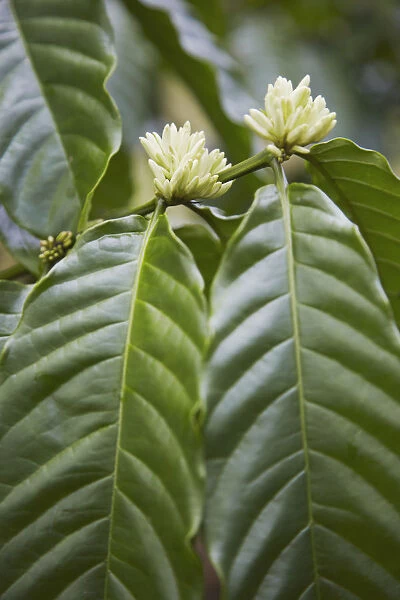 Flowers on coffee tree, Kalitakir Plantation, Kalibaru, Java, Indonesia