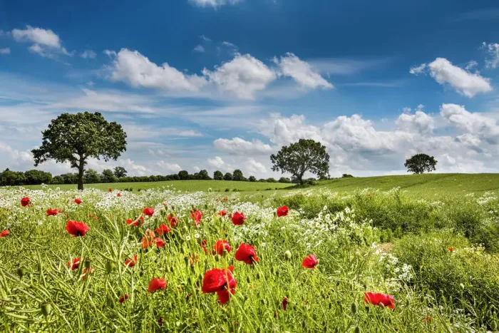 Framed Print : Flowers on a field, Plaon, Holsteinische Schweiz, Baltic coast, Schleswig-Holstein Framed Print : Flowers on a field, Plaon, Holsteinische Schweiz, Baltic coast, Schleswig-Holstein