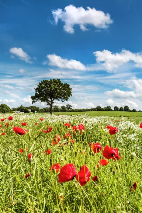 Framed Print : Flowers on a field, Plon, Holsteinische Schweiz, Baltic coast, Schleswig-Holstein Framed Print : Flowers on a field, Plon, Holsteinische Schweiz, Baltic coast, Schleswig-Holstein
