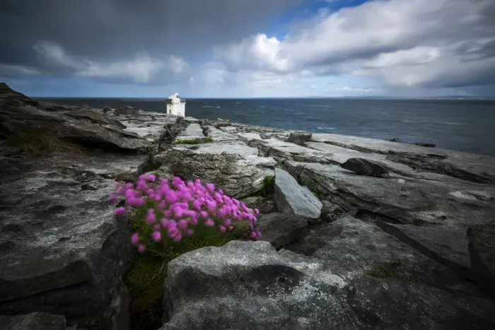 Framed Print : Flowers moved by the wind at Black head, Burren, Burren National Park, Clare, Ireland Framed Print : Flowers moved by the wind at Black head, Burren, Burren National Park, Clare, Ireland