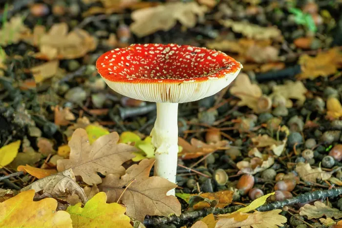 Framed Print : Fly Agaric (Amanita muscaria) in Autumn, Wanaka, South Island, New Zealand Framed Print : Fly Agaric (Amanita muscaria) in Autumn, Wanaka, South Island, New Zealand