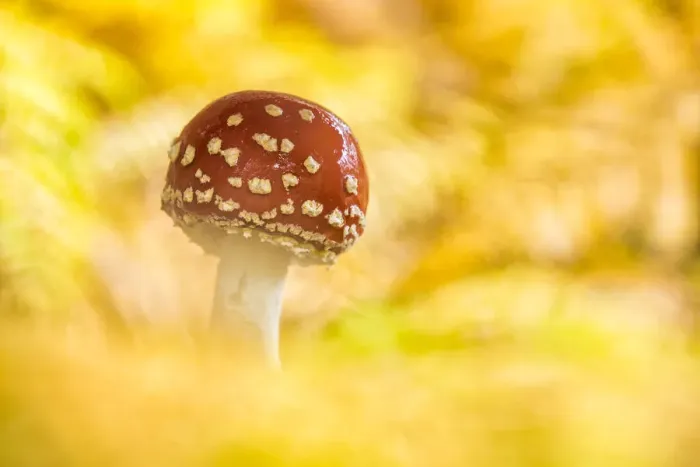 Framed Print : Fly Agaric (Amanita muscaria) amongst birch leaves, New Forest National Park, Hampshire Framed Print : Fly Agaric (Amanita muscaria) amongst birch leaves, New Forest National Park, Hampshire