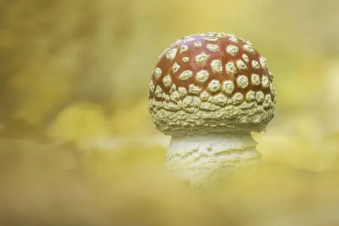 Framed Print : Fly Agaric (Amanita muscaria), fruiting body emerging amongst fallen birch leaves Framed Print : Fly Agaric (Amanita muscaria), fruiting body emerging amongst fallen birch leaves