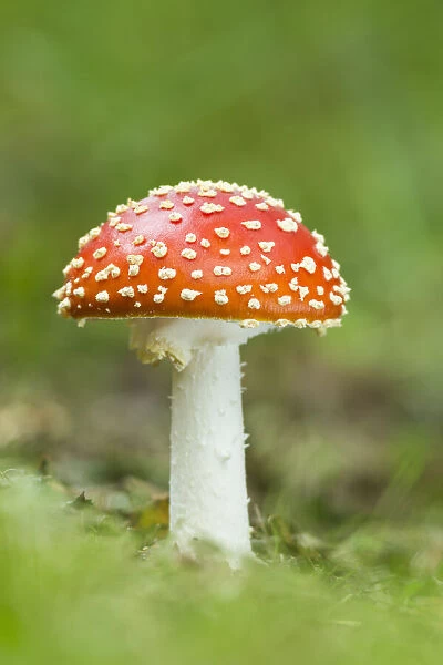 Fly Agaric (Amanita muscaria), New Forest National Park, Hampshire, England