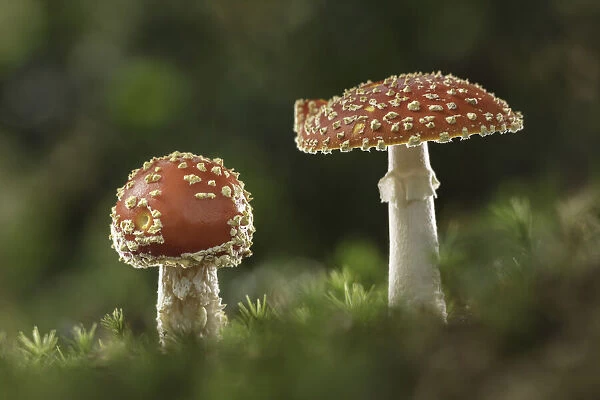 Fly Agaric (Amanita muscaria), New Forest National Park, Hampshire, England, UK
