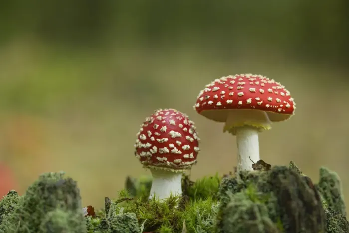 Framed Print : Fly agaric, Amanita muscaria. Poisonous fungus, Palatinate Forest, Rhineland-Palatinate Framed Print : Fly agaric, Amanita muscaria. Poisonous fungus, Palatinate Forest, Rhineland-Palatinate