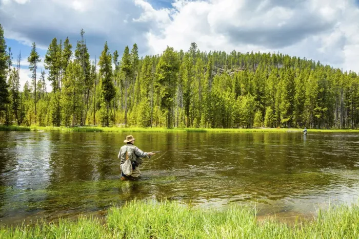 Framed Print : Fly fishing, Yellowstone National Park, USA Framed Print : Fly fishing, Yellowstone National Park, USA