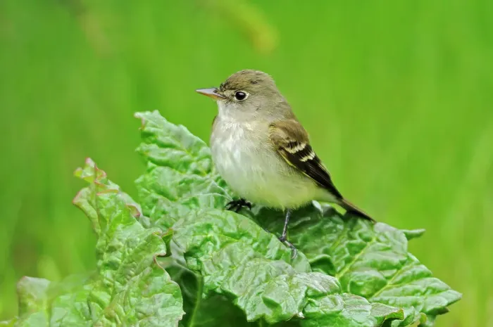 Framed Print : Least Flycatcher (Empidonax minimus) on rhubarb Winnipeg, Manitoba, Canada Framed Print : Least Flycatcher (Empidonax minimus) on rhubarb Winnipeg, Manitoba, Canada