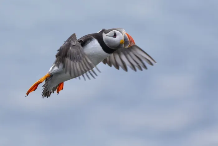 Framed Print : flying Puffin, Isle of Lunga, Treshnish Isles, Scotland, Europe Framed Print : flying Puffin, Isle of Lunga, Treshnish Isles, Scotland, Europe