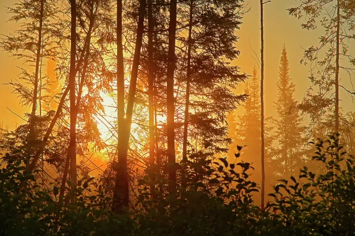 Framed Print : Fog in boreal forest at sunrise, La tulipe, Quebec, Canada Framed Print : Fog in boreal forest at sunrise, La tulipe, Quebec, Canada