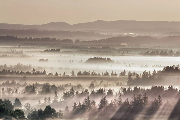 Fog impression at Sindelbachfilz - Germany, Bavaria, Upper Bavaria, Bad Tolz-Wolfratshausen, Kochel, Grossweil - Alps, Lake Kochel