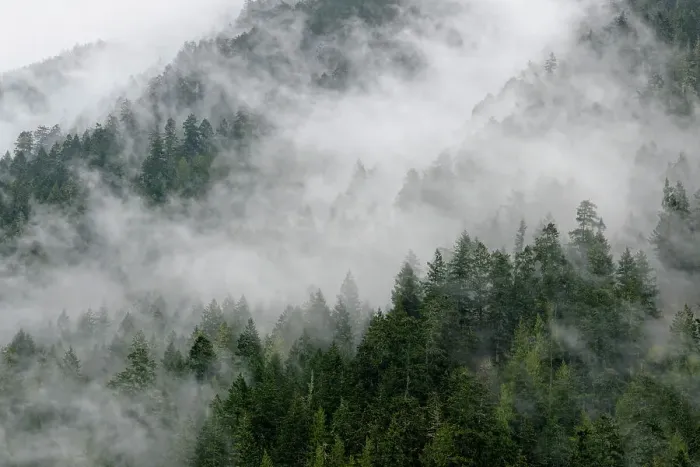 Framed Print : Fog shrouded forest in the Elwha Valley, Olympic NP, Elwha Unit, Washington, USA Framed Print : Fog shrouded forest in the Elwha Valley, Olympic NP, Elwha Unit, Washington, USA
