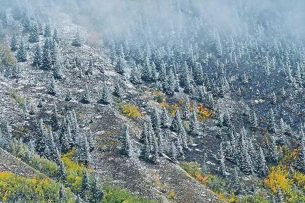 Fog and snow in autumn in the Canadian Rocky Mountains Kananaskis Country, Alberta, Canada